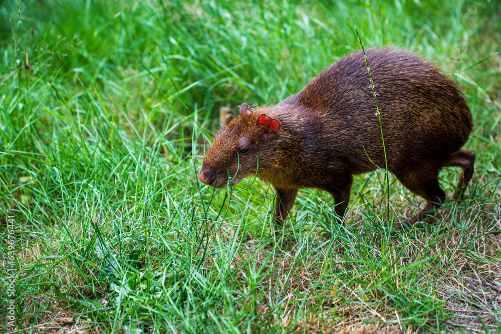 Common agouti on the green meadow Common agouti on the green meadow