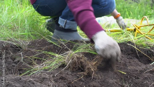 Preparation of land for planting crops with a manual cultivator tool.
