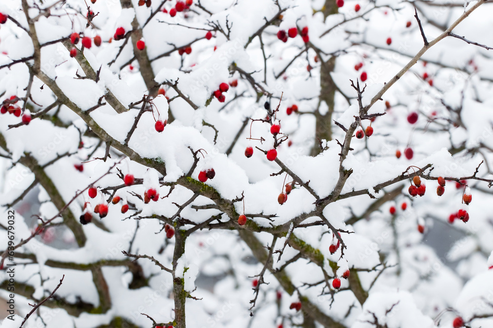 Snow-covered hawthorn bush with red berries in winter
