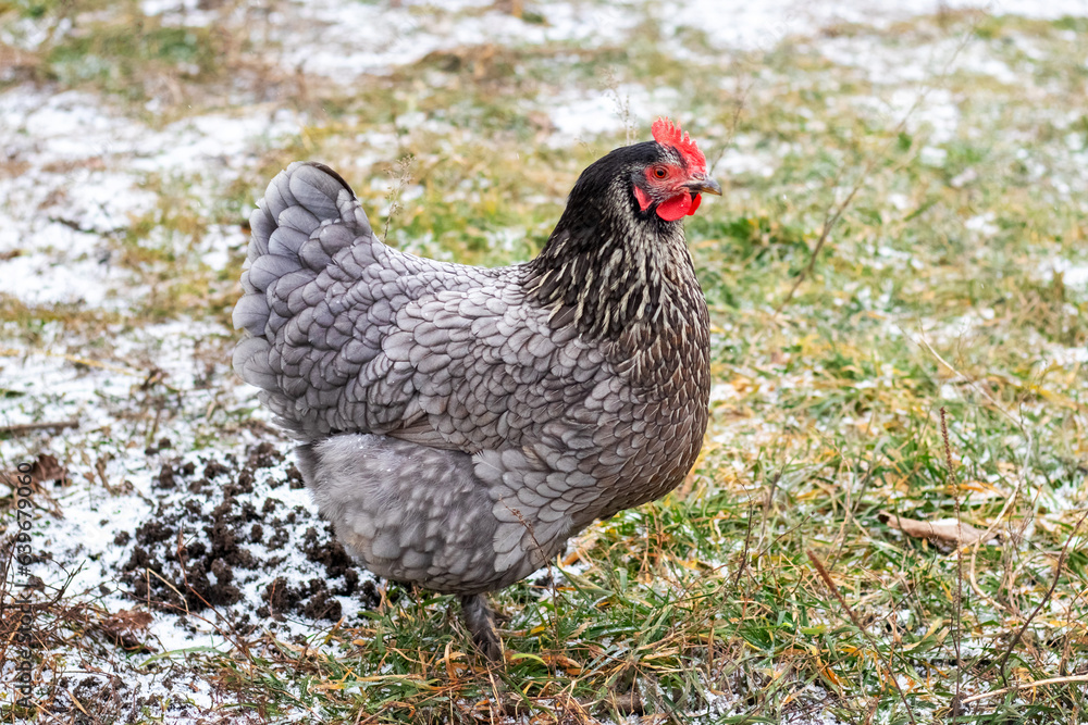 Gray hen in the garden on snow-covered grass