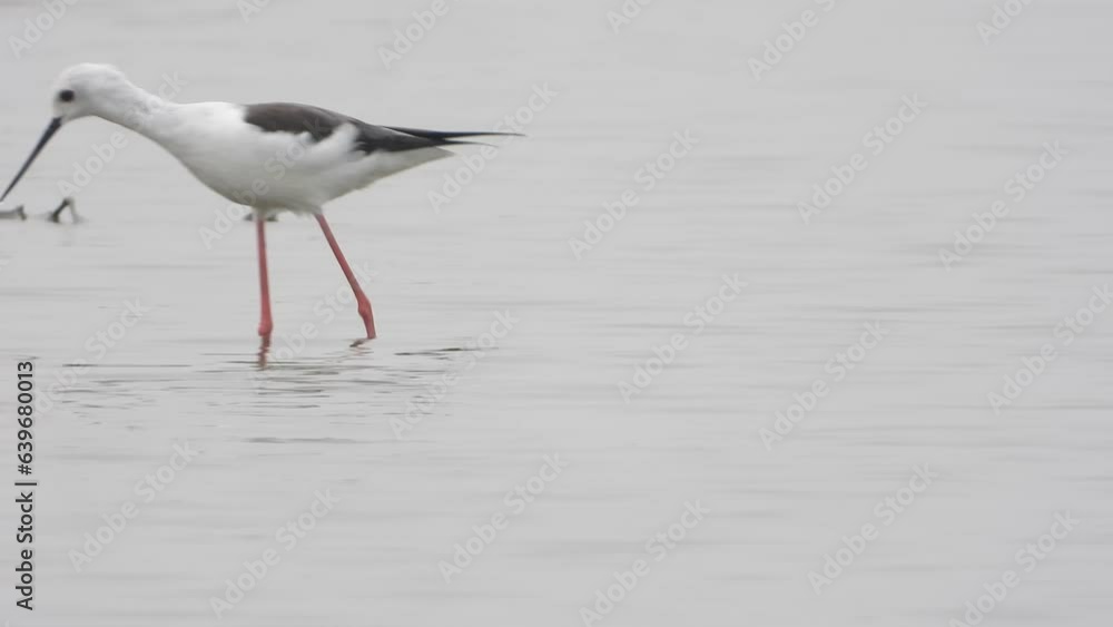 Black Winged stilt Bird (Himantopus himantopus) Black Winged stilt Bird (Himantopus himantopus)