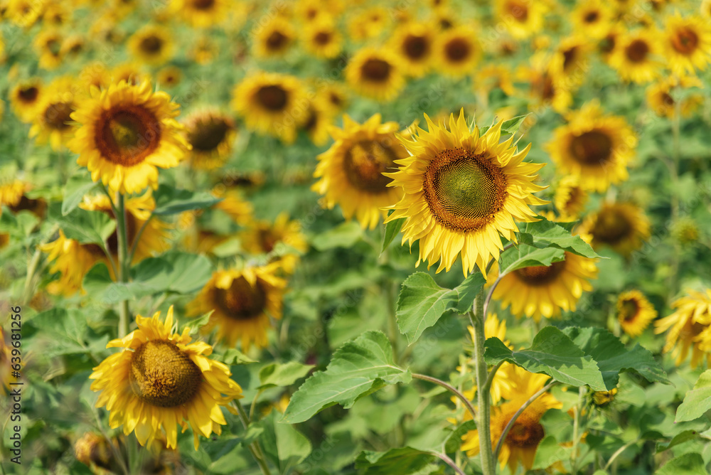 Bright yellow sunflowers in the field, background.