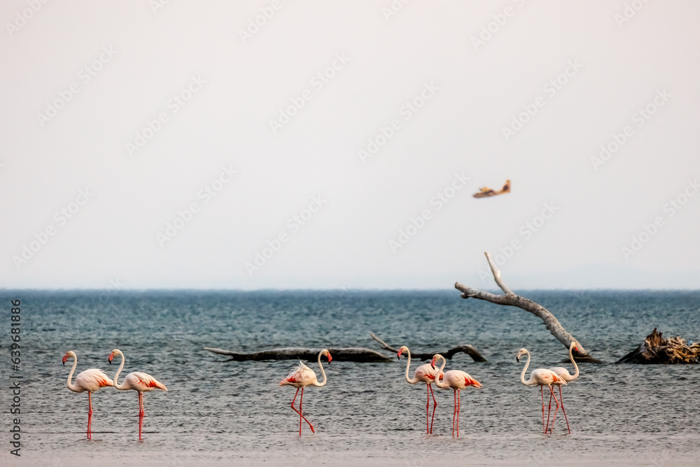 Naklejka premium A Group of beautiful pink Flamingos walking on the beach of Alexandroupolis Evros Greece