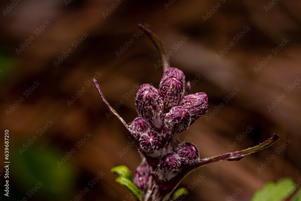 Purple flower buds from Morehead, Kentucky USA Purple flower buds from Morehead, Kentucky USA
