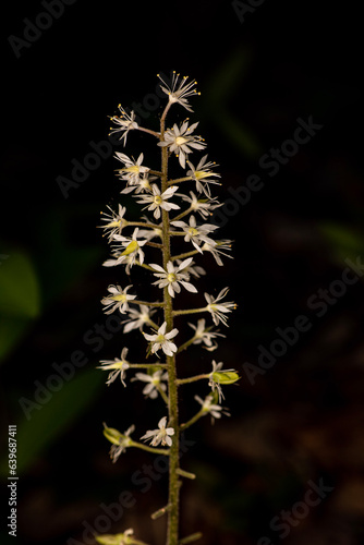 Foamflower from Morehead, Kentucky USA