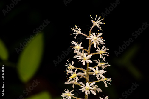 Foamflower from Morehead, Kentucky USA