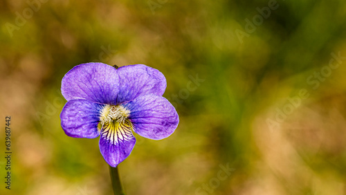Blue Violet from Morehead, Kentucky USA