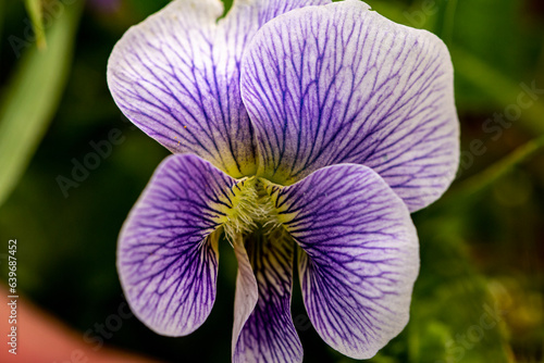 Blue Violet from Morehead, Kentucky USA