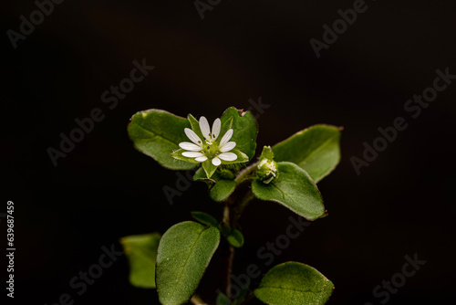 Whitlow grass from Morehead, Kentucky USA