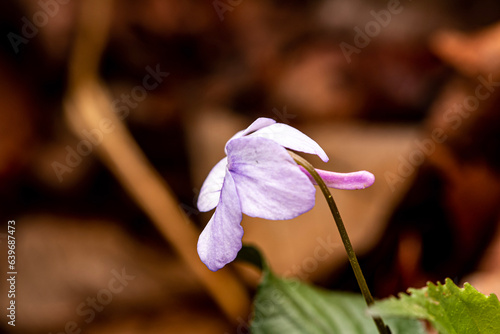 Long Spurred Violet from Morehead, Kentucky USA