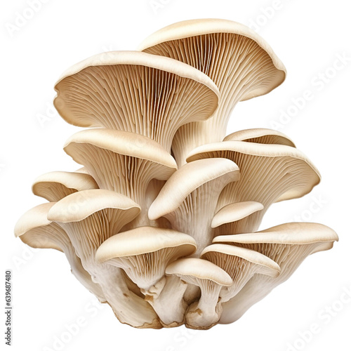 Oyster mushrooms