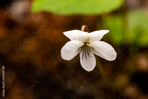 Sweet White Violet (Viola blanda) White Wildflower. Broke Leg Falls, Kentucky USA