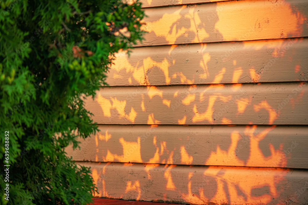 Naklejka premium The dark shadow of the leaves of a hedge on orange wooden plank wall in evening light