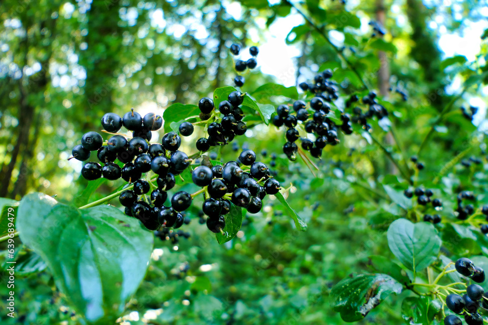 Black berries of the Common Dogwood Tree (Cornus sanguinea) following heavy rainfall
