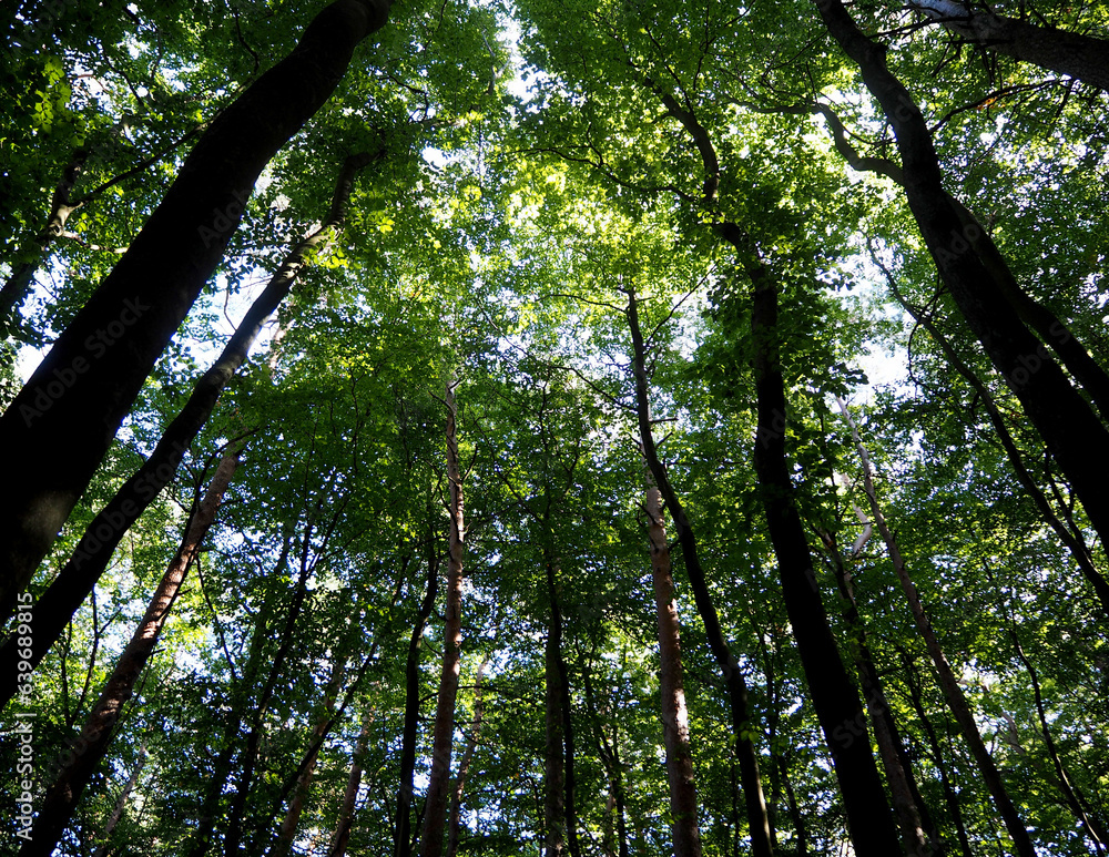 Fototapeta premium many green trees in the forest. bottom view . nature. tall tree trunks