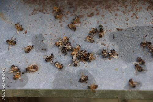 beekeeping and pollution, bee death © Antonio Nardelli