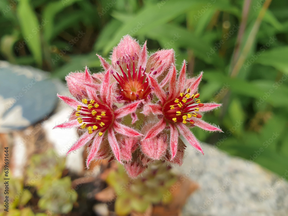 liveforever also hen and chicks (in german Hauswurz) Sempervivum liveforever also hen and chicks (in german Hauswurz) Sempervivum