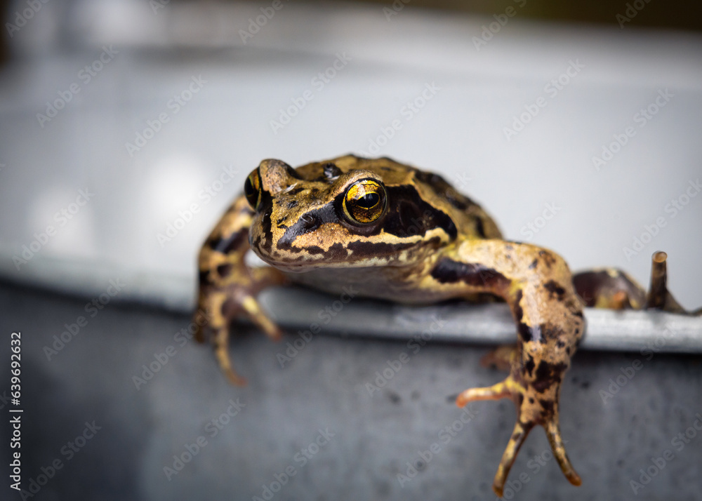 Obraz premium european common grass frog Rana temporaria selective focus background blur
