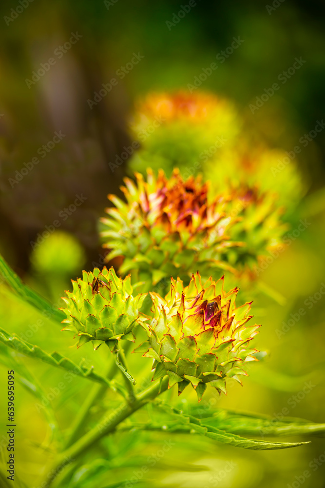 Beautiful flowers against blurred background Beautiful flowers against blurred background
