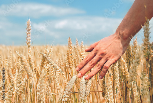 Wheat ears in the hand. Harvest concept