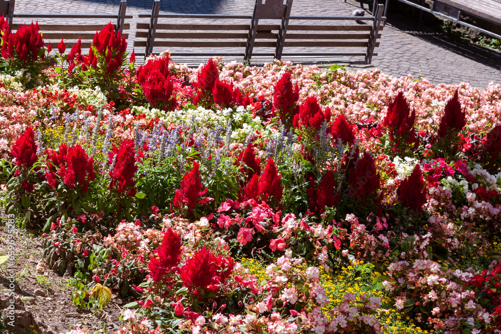 Large flower bed in the center of the old town in Meersburg