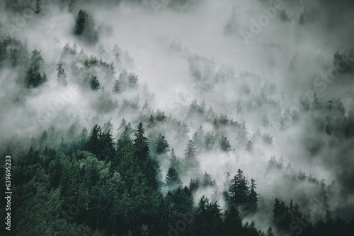 View of foggy mountains. Trees in morning fog © Andrii Vergeles