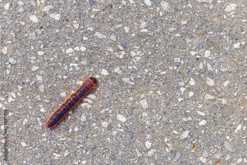 A big fat caterpillar crawls along an asphalt road