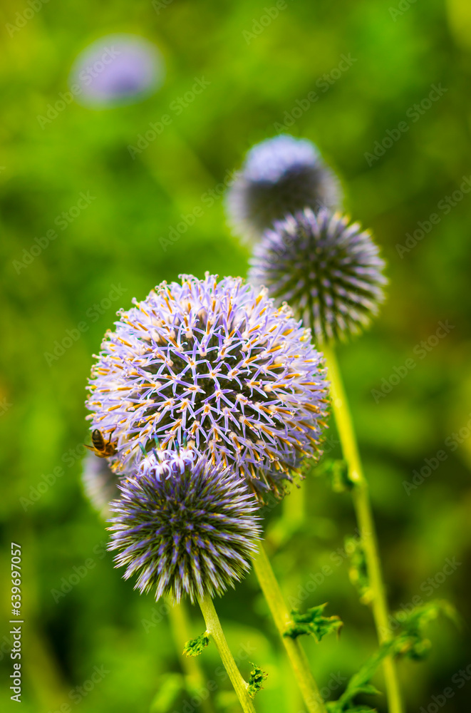 Beautiful blue flowers against blurred background Beautiful blue flowers against blurred background
