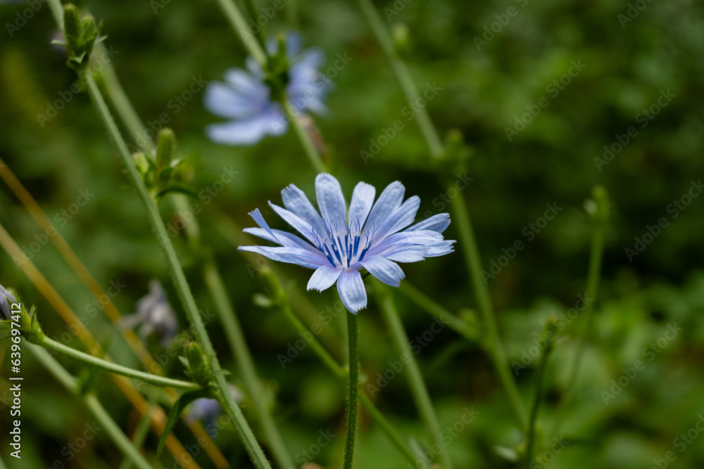 macro of beautiful blue wildflowers macro of beautiful blue wildflowers