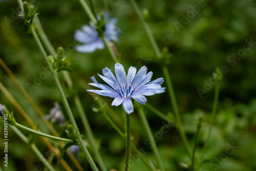 macro of beautiful blue wildflowers