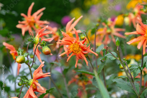 curious orange star-like miniature dahlia blossoms and buds close-up