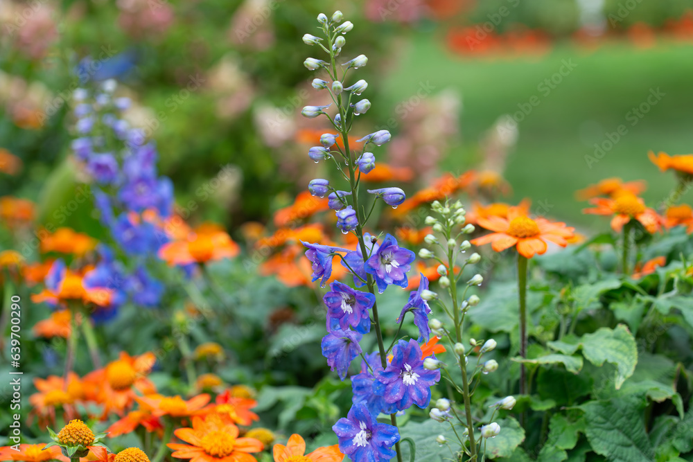 Delphinium and Tithonia flowers in the park