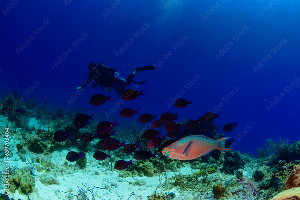 A parrot fish and blue tang fish swimming hear a diver 