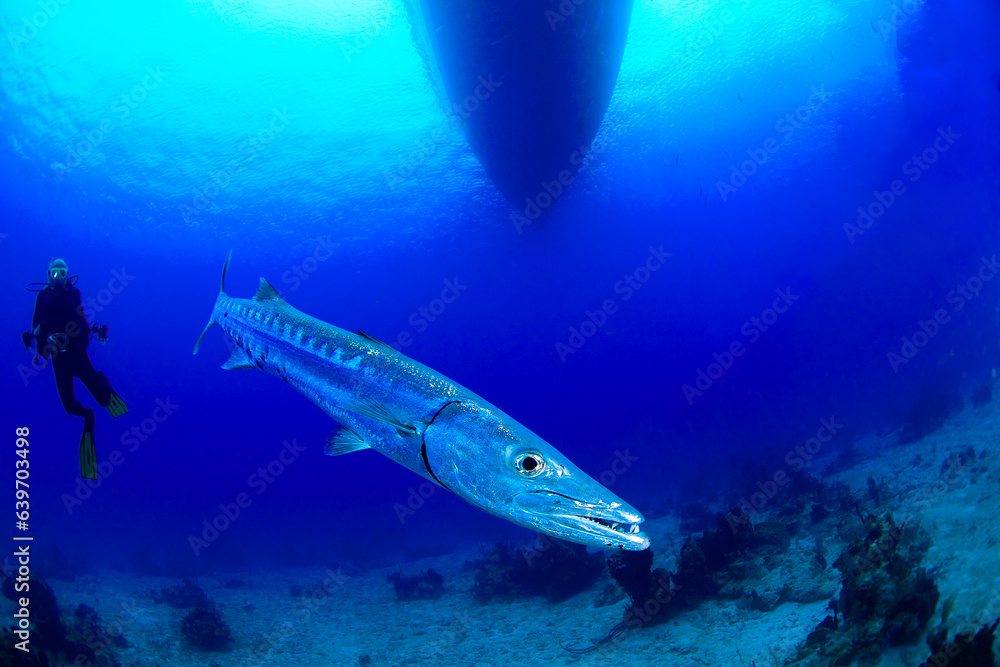 A barracuda with a diver under the boat A barracuda with a diver under the boat
