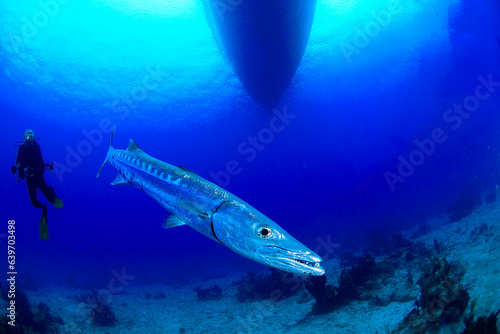 A barracuda with a diver under the boat © Bruce