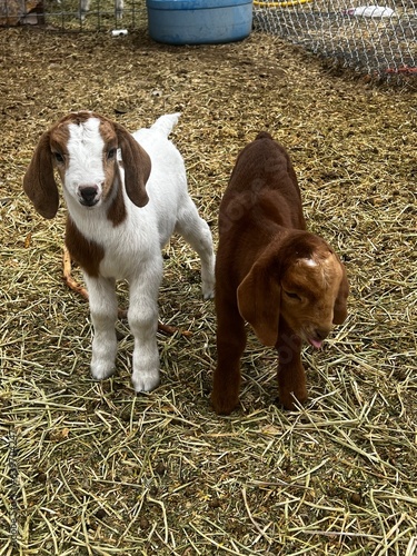 two baby boer goats born in the Spring.