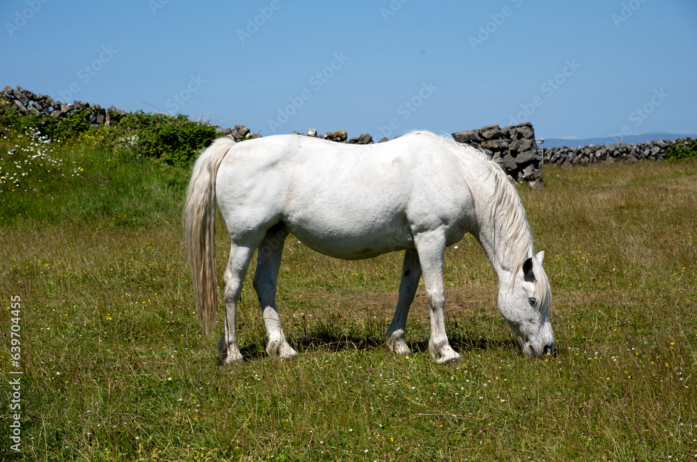 Obraz premium white horse on a meadow, Ireland