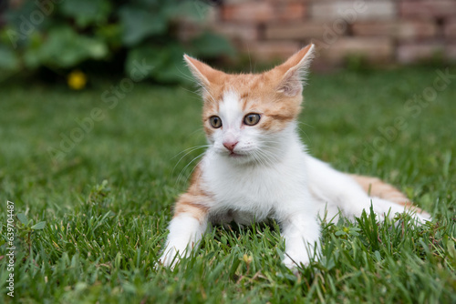 Cute kitty lying on green grass in the garden