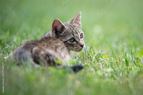 Cute gray kitty lying on green grass in the garden © ventura