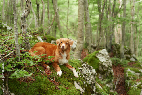 the dog in the forest among the trees. Nova Scotia duck tolling retriever lies on a mossy stone. Pet travel