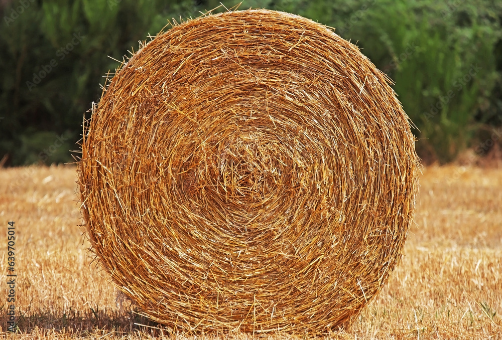 Bale of straw from cereal cultivation after harvest Bale of straw from cereal cultivation after harvest
