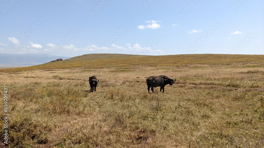 Buffalo in Tansania