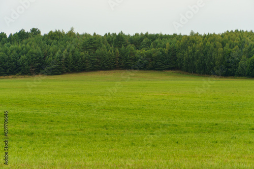 Fluffy white clouds over a young agricultural field.  Hilly fields against the background of the forest illuminated by the setting sun.