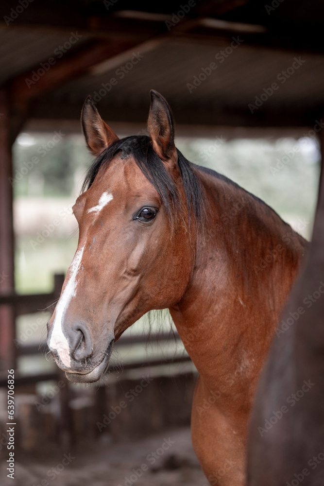 horse portrait heads in paddock paradise beautiful equine horse portrait heads in paddock paradise beautiful equine