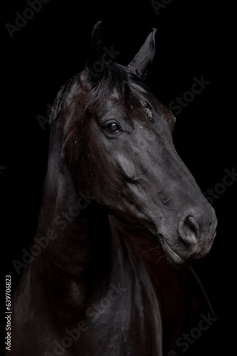 horse portrait heads in paddock paradise beautiful equine © PIC by Femke