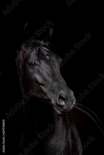 Beautiful black proud mare in fine art with black background low key lighting