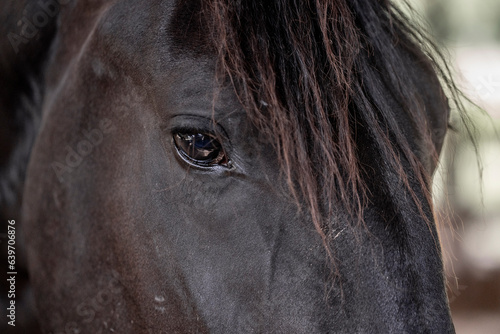 Horses living in paddock paradise eye detail