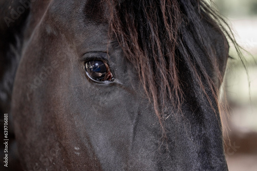 Horses living in paddock paradise eye detail © PIC by Femke
