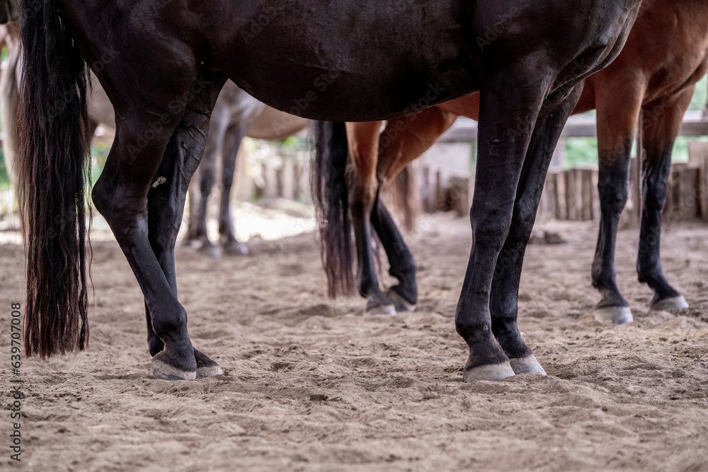 Horse legs in the sand chilling standing paddock paradise Horse legs in the sand chilling standing paddock paradise
