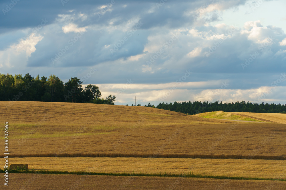 Fluffy white clouds over a young agricultural field.  Hilly fields against the background of the forest illuminated by the setting sun.